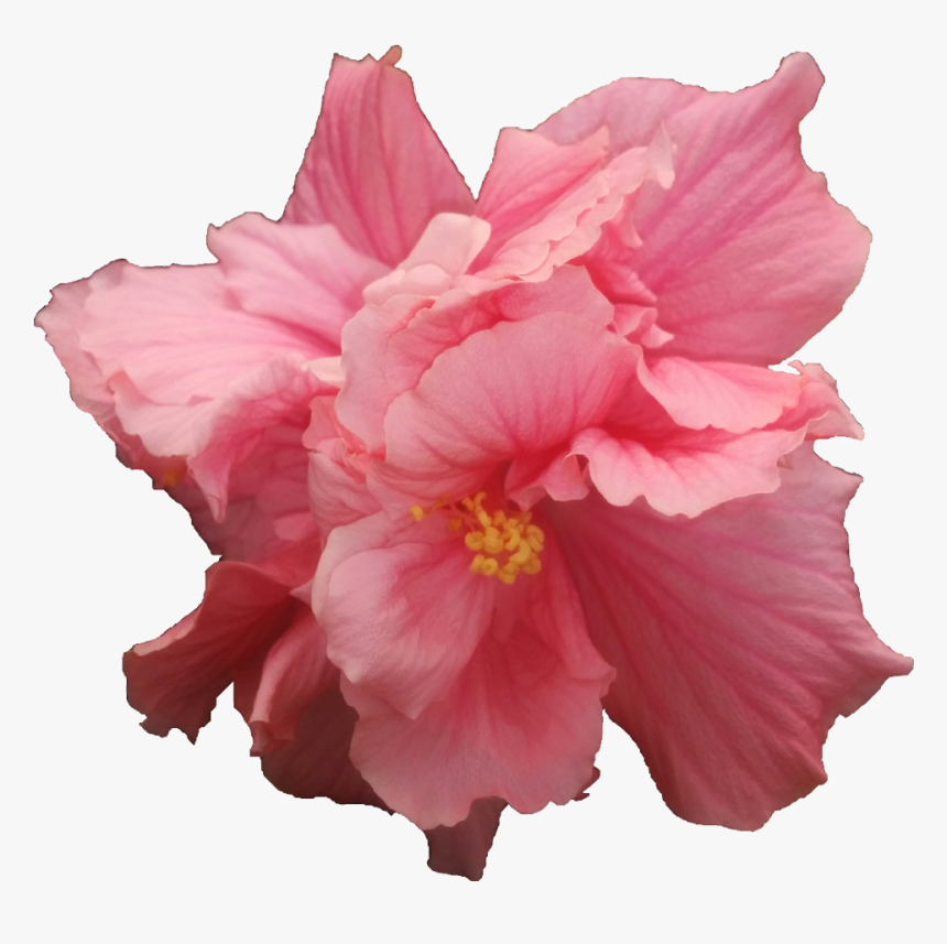 Hawaiian Hibiscus, HD Png Download, Free Download