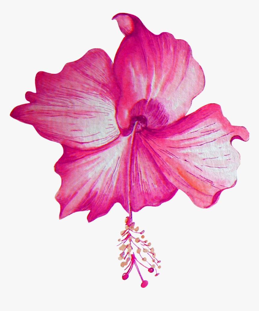 Beautiful Hibiscus Flower Transparent Png - Portable Network Graphics, Png Download, Free Download