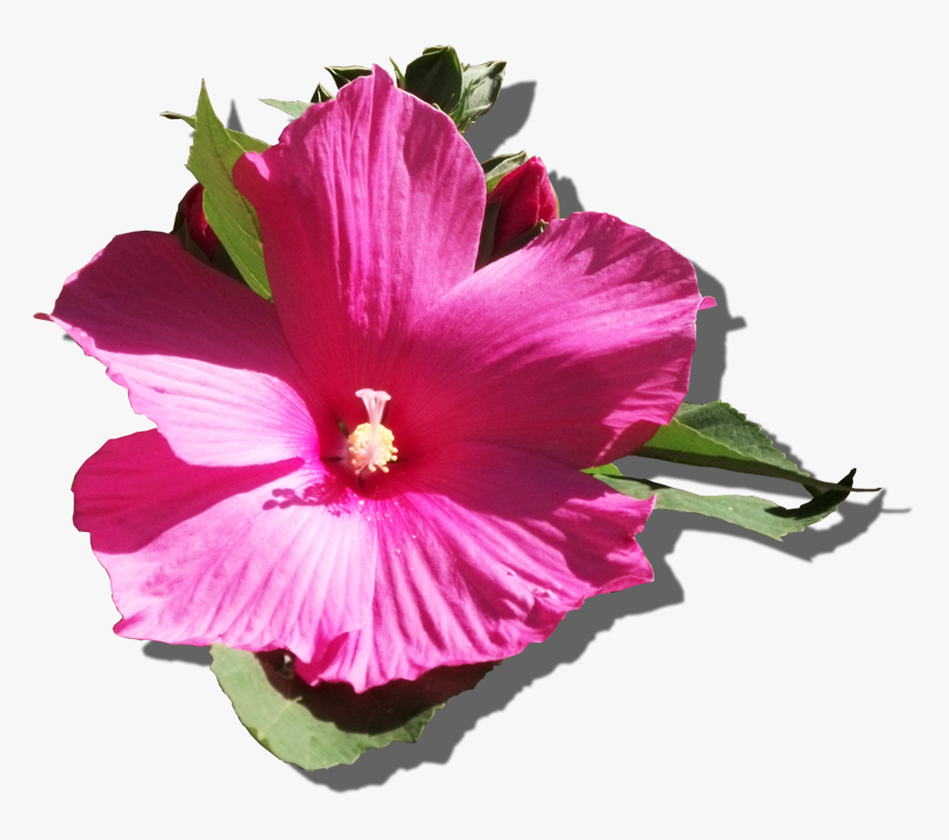 Hawaiian Hibiscus - Chinese Hibiscus, HD Png Download, Free Download