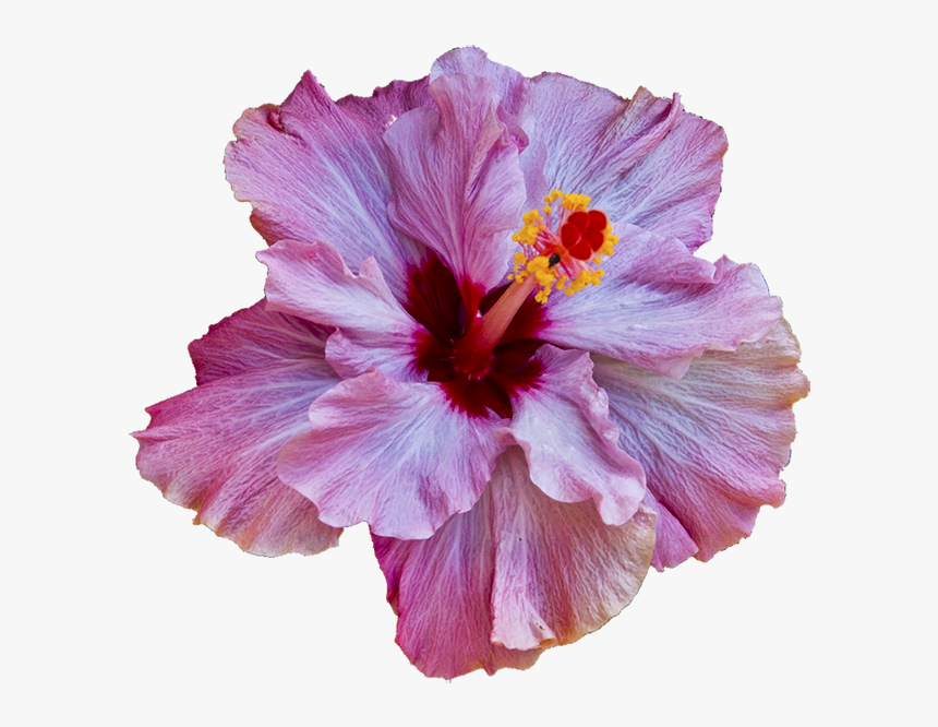 Transparent Tropical Flower Clipart - Transparent Tropical Flower Png, Png Download, Free Download