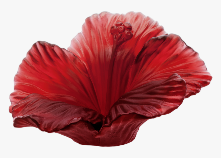 Thumb Image - Hawaiian Hibiscus, HD Png Download, Free Download