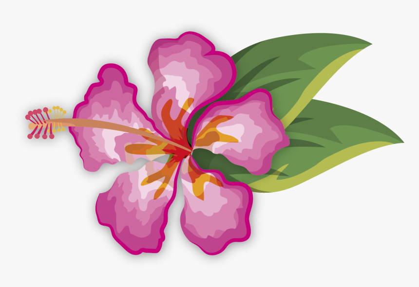 Chinese Hibiscus - Hawaiian Hibiscus, HD Png Download, Free Download