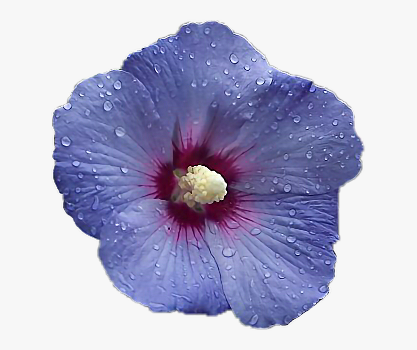 #flower #hibiscus #interesting #blossom #blue #purple - Hibiscus Syriacus Blue Moon, HD Png Download, Free Download