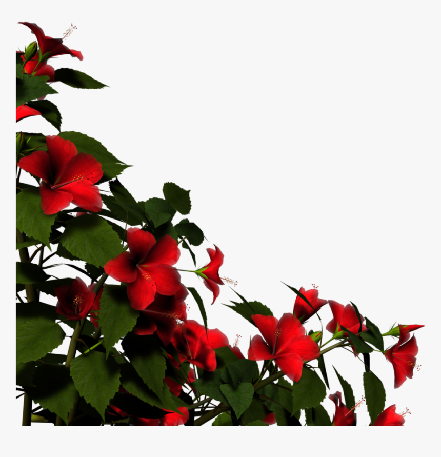 Hibiscus Bush Png - Corner Border Red Rose Png, Transparent Png, Free Download