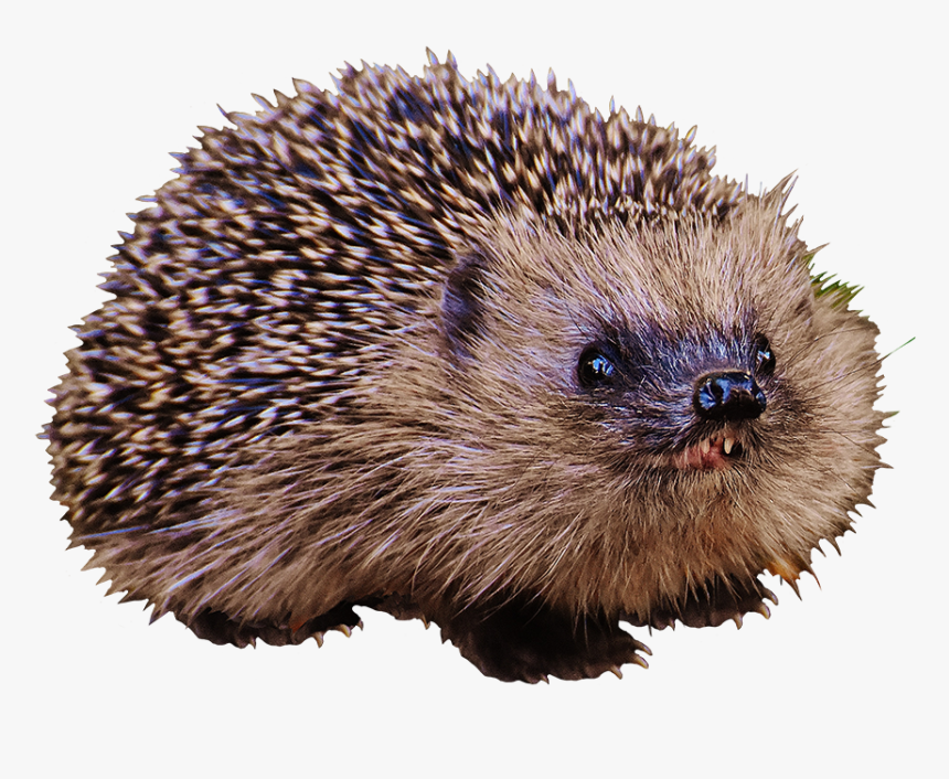 Hedgehog Child With Teeth - Morda Kurwo Jeze Ida, HD Png Download, Free Download