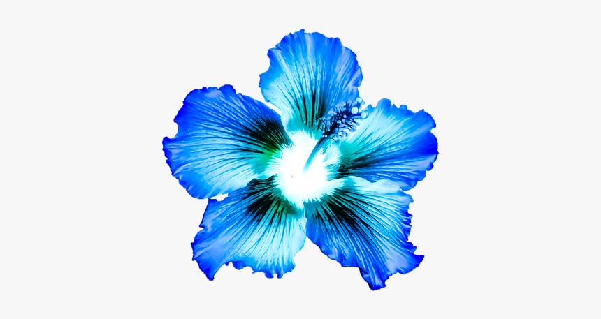 Hawaiian Hibiscus, HD Png Download, Free Download