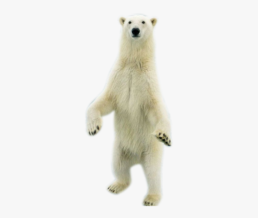 Standing Bear Png Download - Polar Bear Standing Png, Transparent Png, Free Download