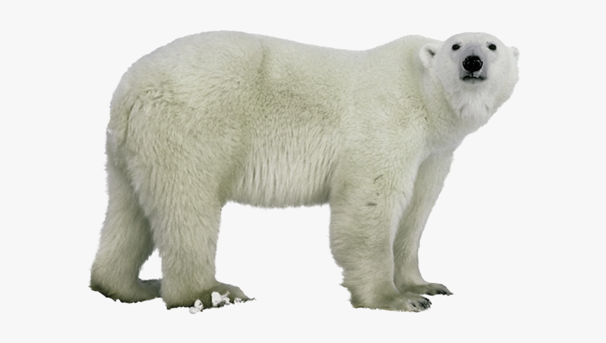 Polar Figure,terrestrial Animal,polar - Transparent Background Polar Bear Png, Png Download, Free Download