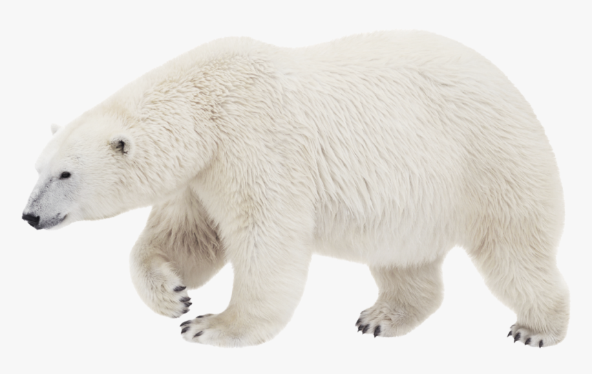 Polar Bear Brown Bear Stock Photography Transparency - Белый Медведь В Пнг, HD Png Download, Free Download