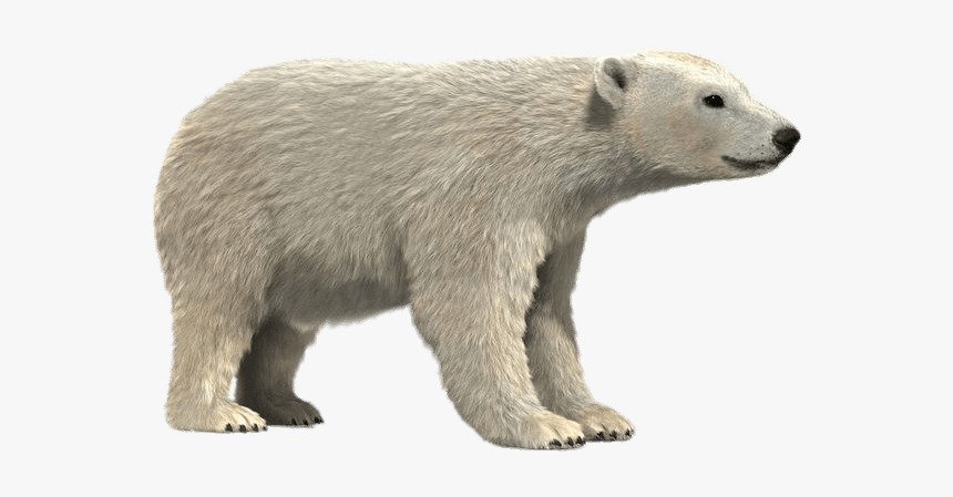 Polar Bear 3d Model - Realistic Polar Bear Cartoon, HD Png Download, Free Download