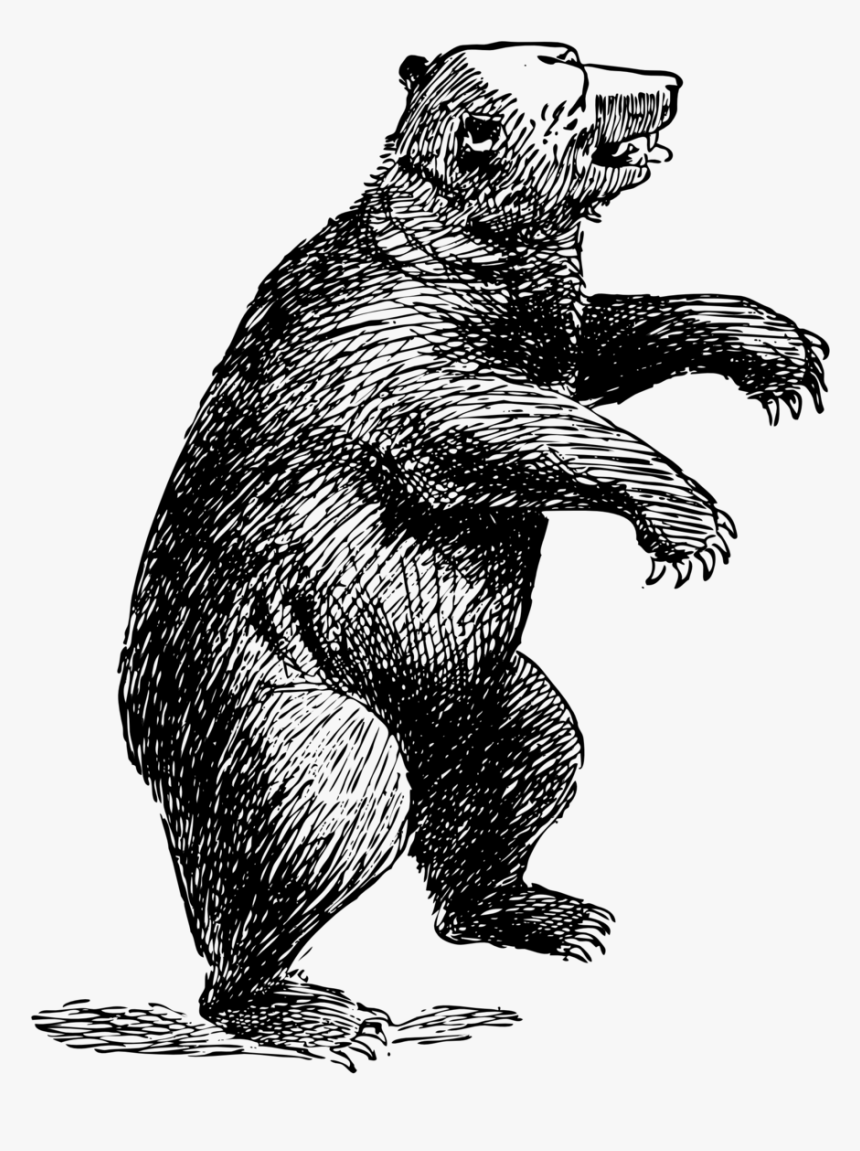 Standing Bear Png - Bear Drawing Transparent Background, Png Download, Free Download