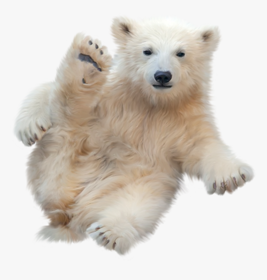 Type Img, - Polar Bear, HD Png Download, Free Download