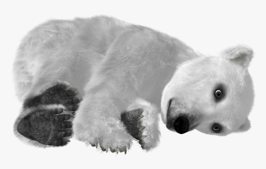 Urso Polar Fundo Transparente, HD Png Download, Free Download
