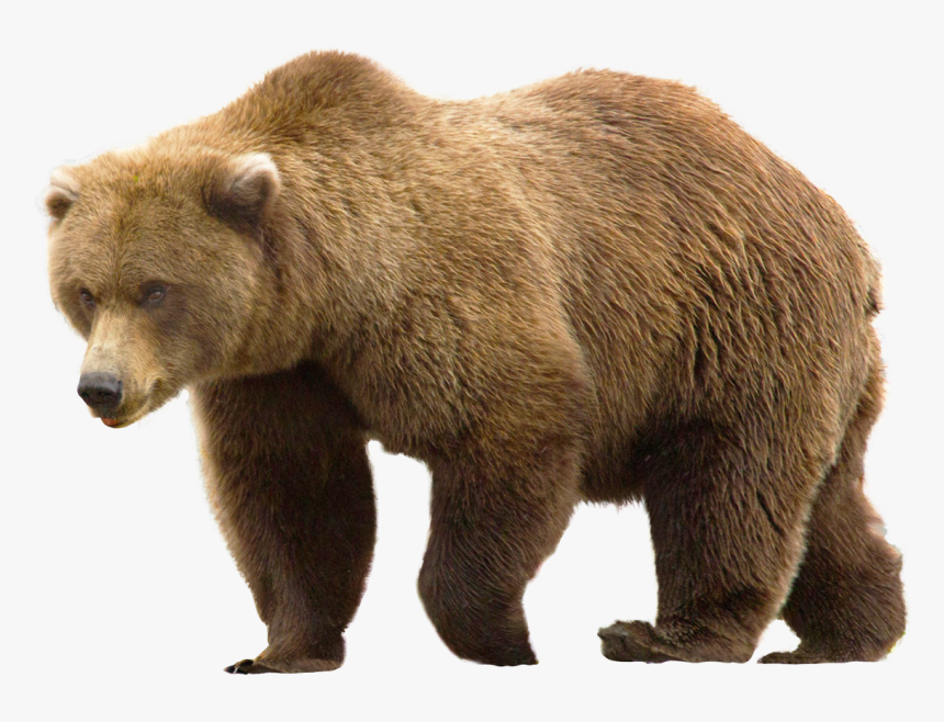 Free Images Toppng Transparent - Bear Png, Png Download, Free Download