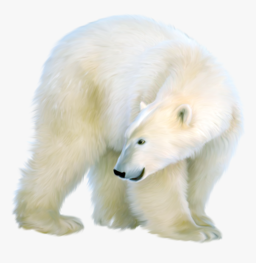 Polar Bear Clip Art - Polar Bear, HD Png Download, Free Download