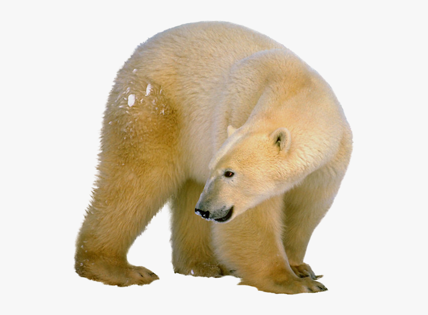 Polar White Bear Png - Polar Bear Adoptions, Transparent Png, Free Download