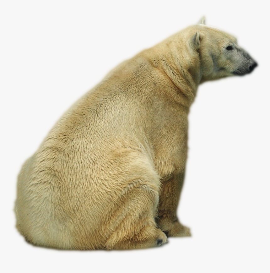 Polar Bear , Png Download - Polar Bear, Transparent Png, Free Download