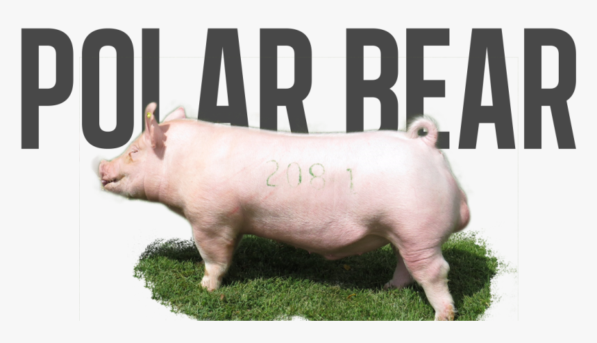 Polar Bears And Pigs, HD Png Download, Free Download