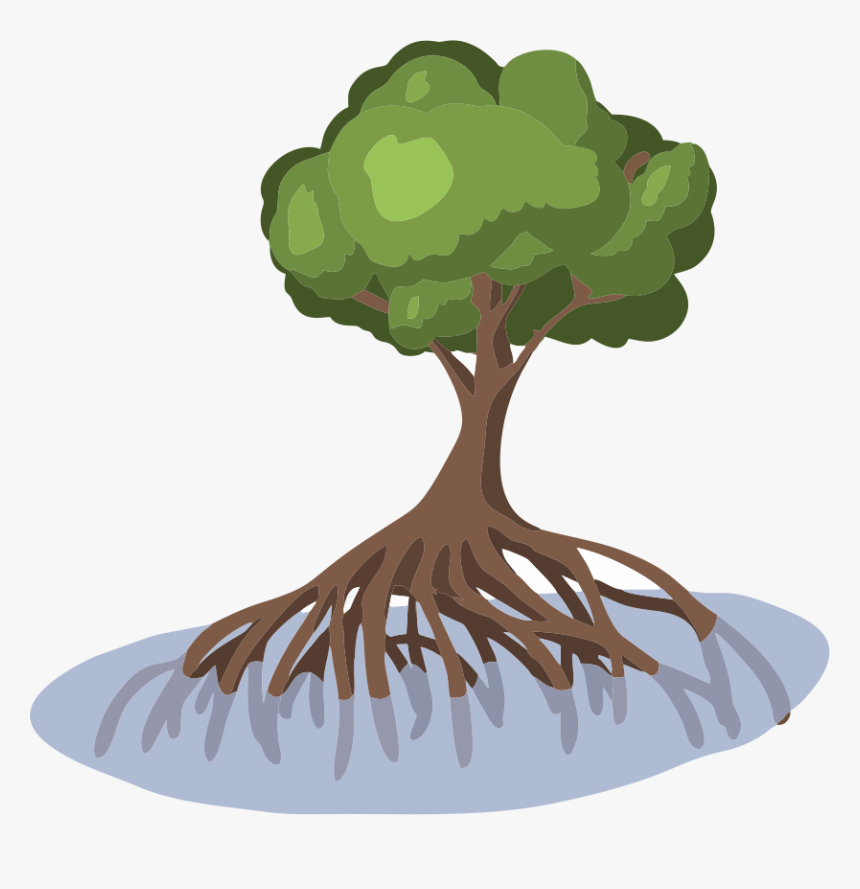 Transparent Mangrove Png - Mangrove Tree Clipart Png, Png Download, Free Download