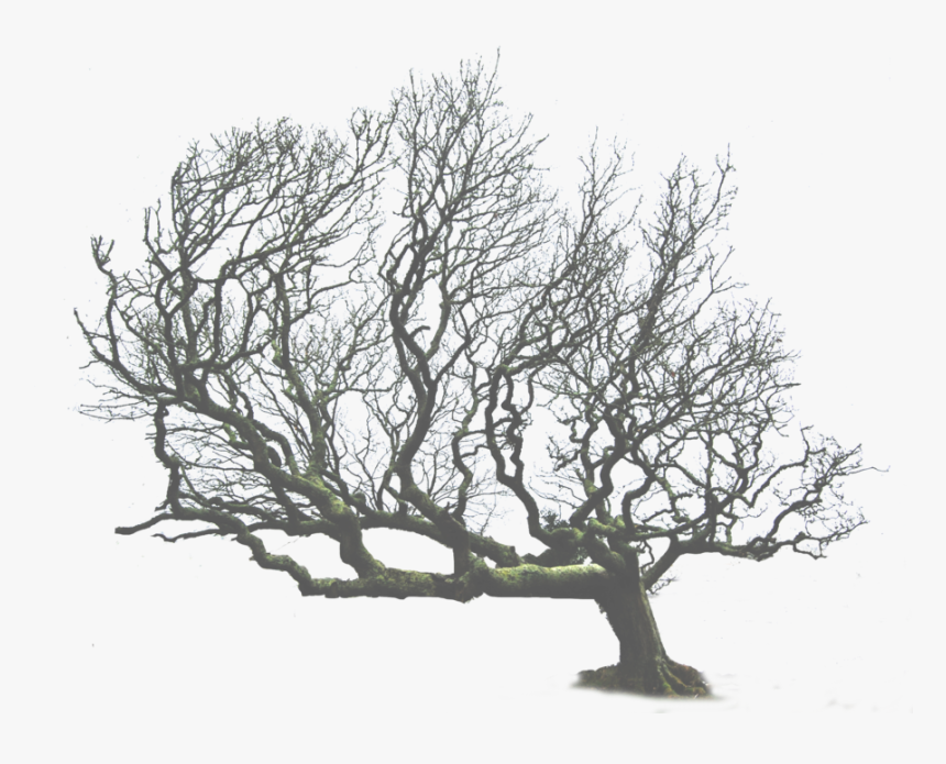 Tree Png Leaning Tree - Dead Tree Png Transparent, Png Download, Free Download