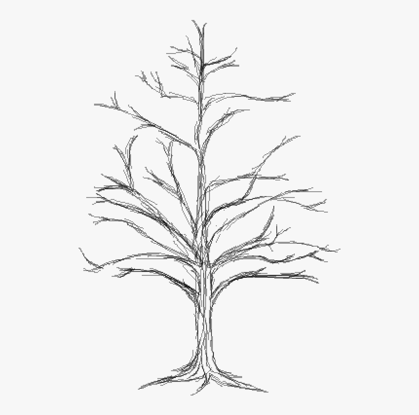 Tree , Png Download - Sketch, Transparent Png, Free Download