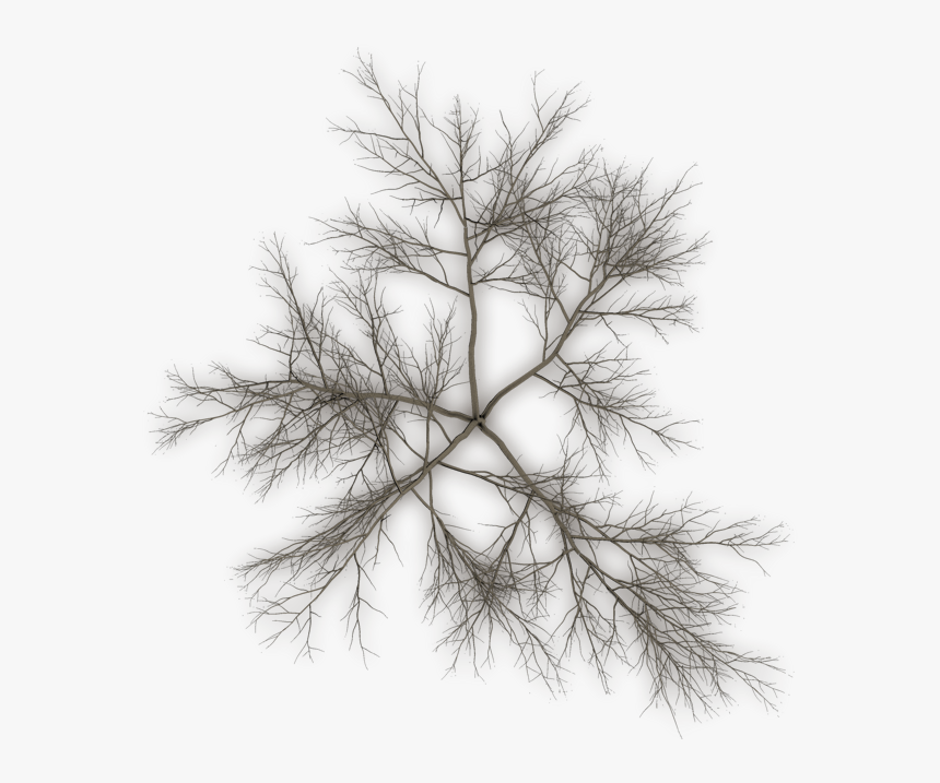 Top Of Pine Png - Dead Tree Top Png, Transparent Png, Free Download