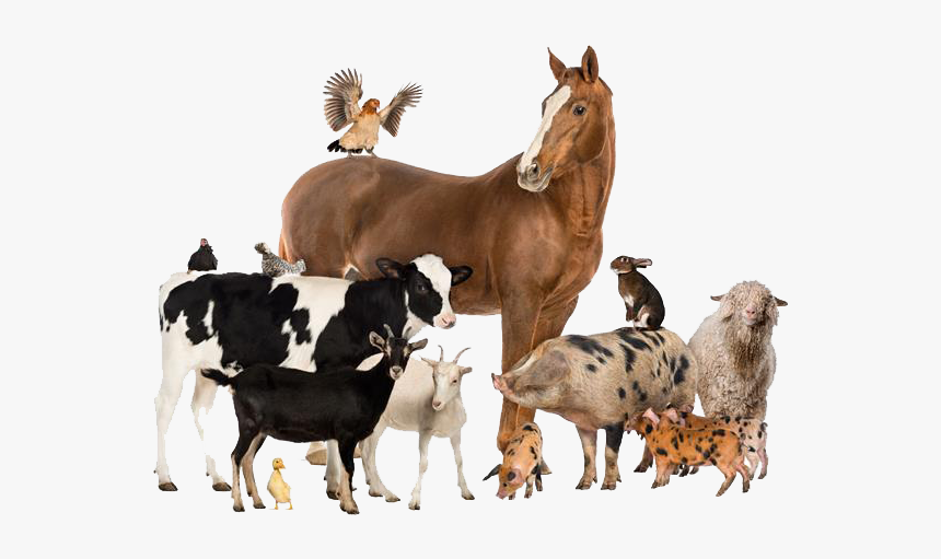 Group Of Farm Animals, HD Png Download, Free Download