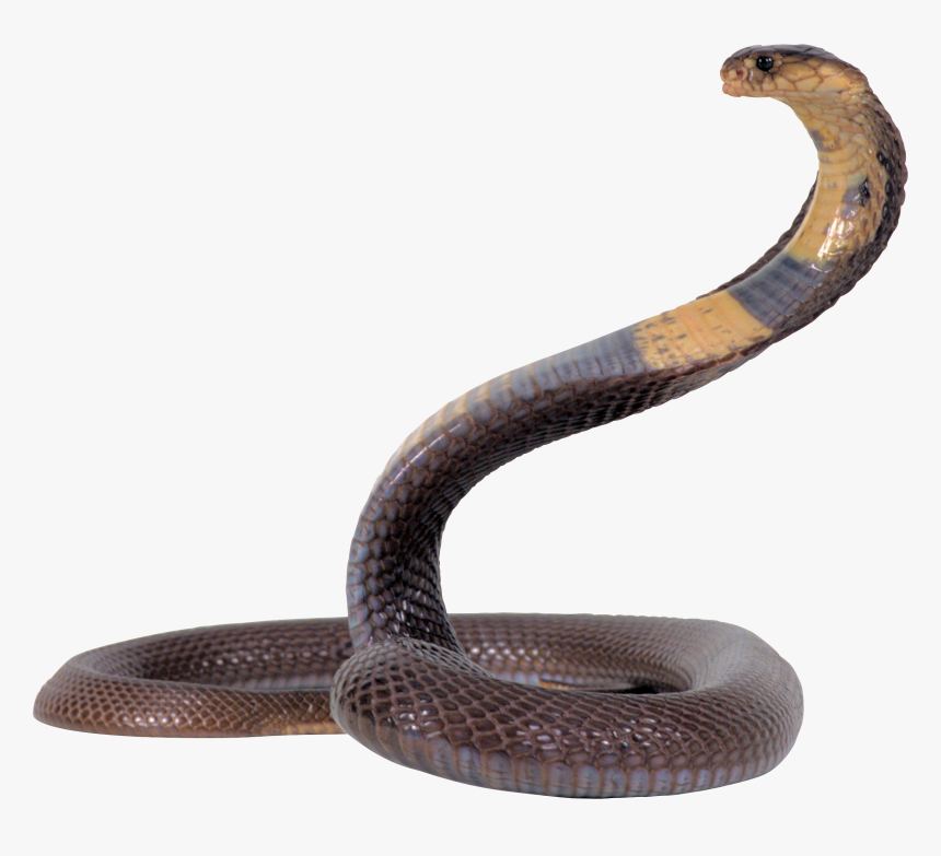 King Cobra Transparent Images Png - Snake Cobra Png, Png Download, Free Download