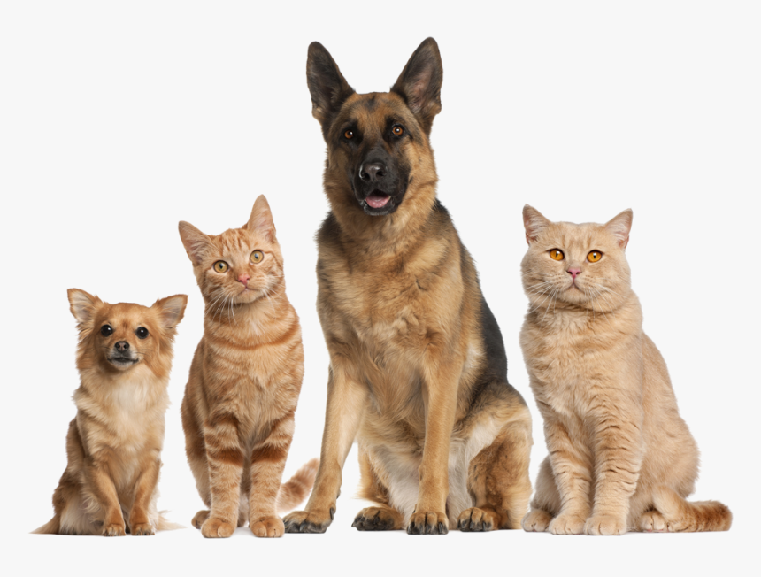 Group Of Dogs And Cats Sitting In Front Of White Background - Pink Zebra Air Care Recipes, HD Png Download, Free Download