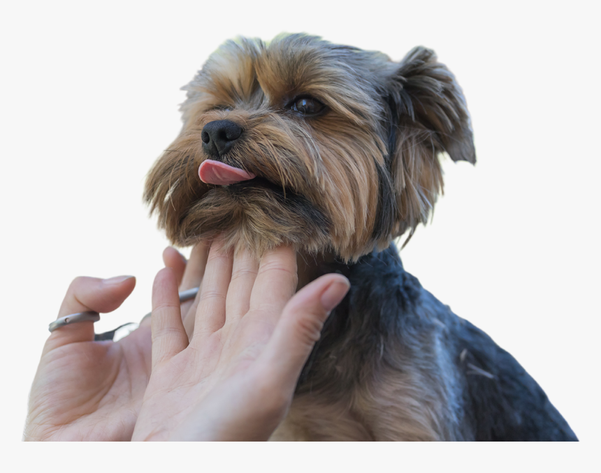 Yorkshire Terrier, HD Png Download, Free Download