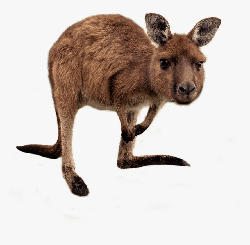 Western Grey Kangaroo Png, Transparent Png, Free Download
