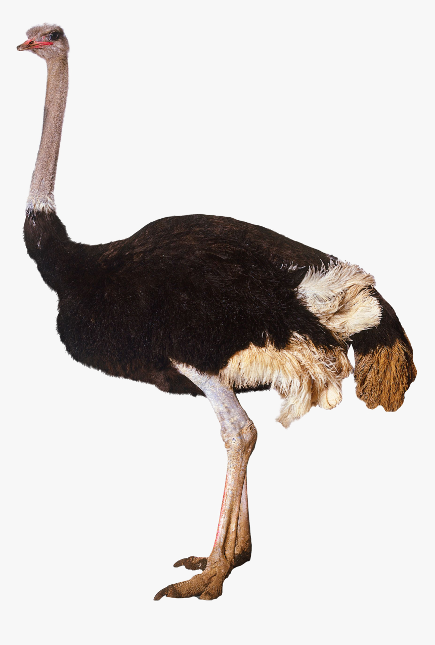 Ostrich Standing Png Image - Transparent Background Ostrich Png, Png Download, Free Download
