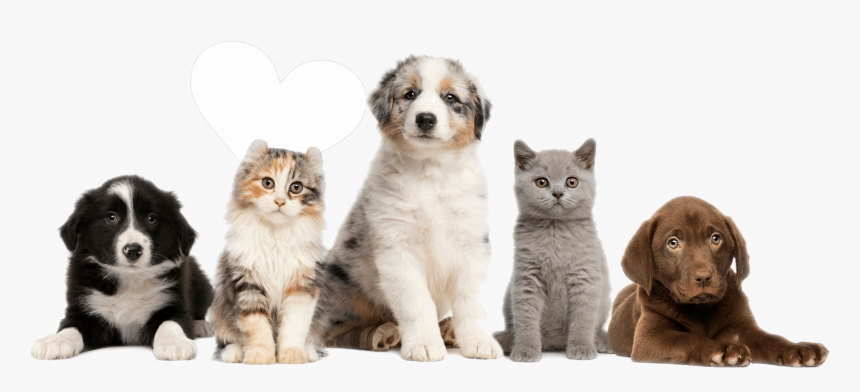 Rspca Dogs And Cats, HD Png Download, Free Download