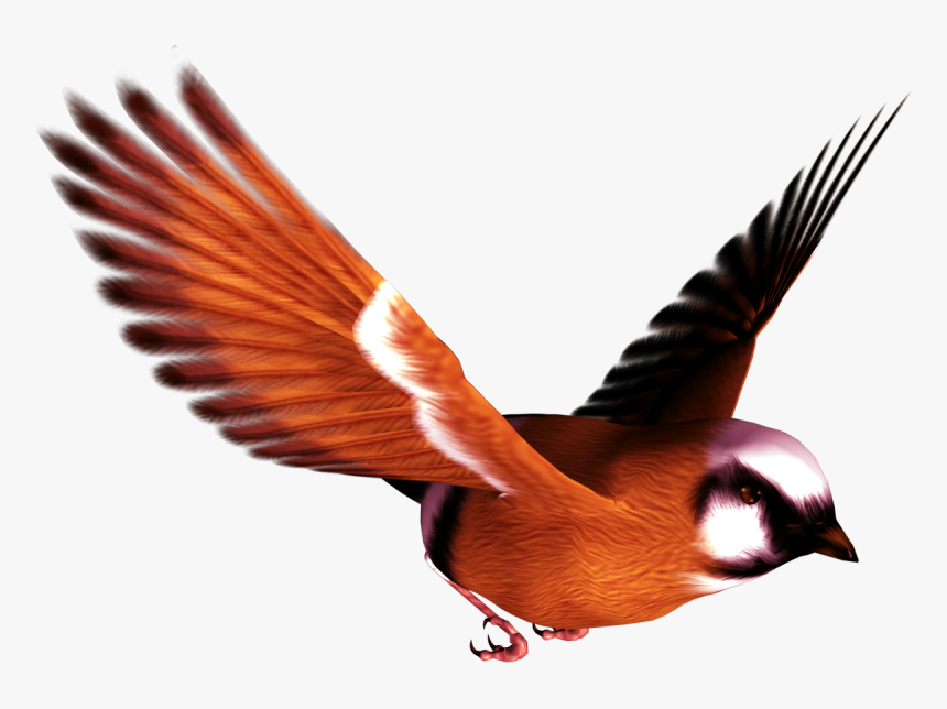 Bird Png - Transparent Bird Png, Png Download, Free Download