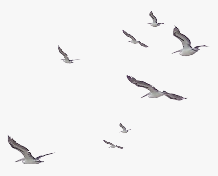 #watercolor #birds #flock #flying #flight #nature #soar - Birds Flying Watercolor Png, Transparent Png, Free Download