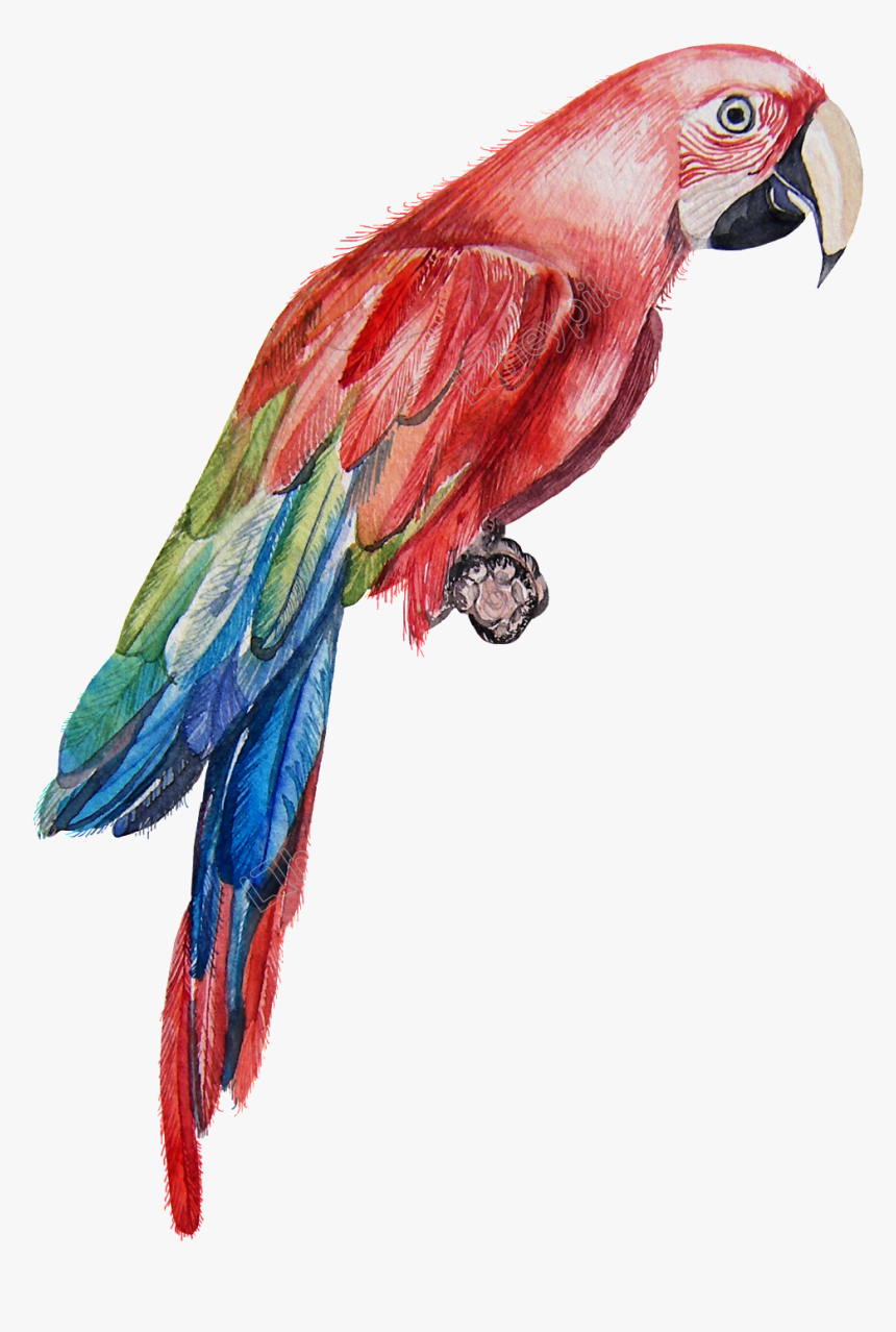 Vector Parrot Transparent - Red Parrot Bird Watercolor, HD Png Download, Free Download
