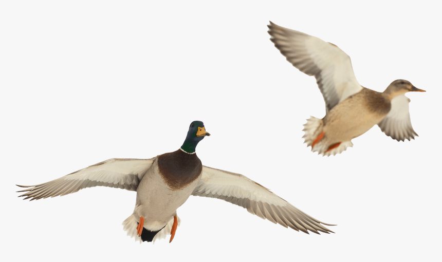 Transparent Duck Hunting Clipart - Flying Duck Transparent Background, HD Png Download, Free Download