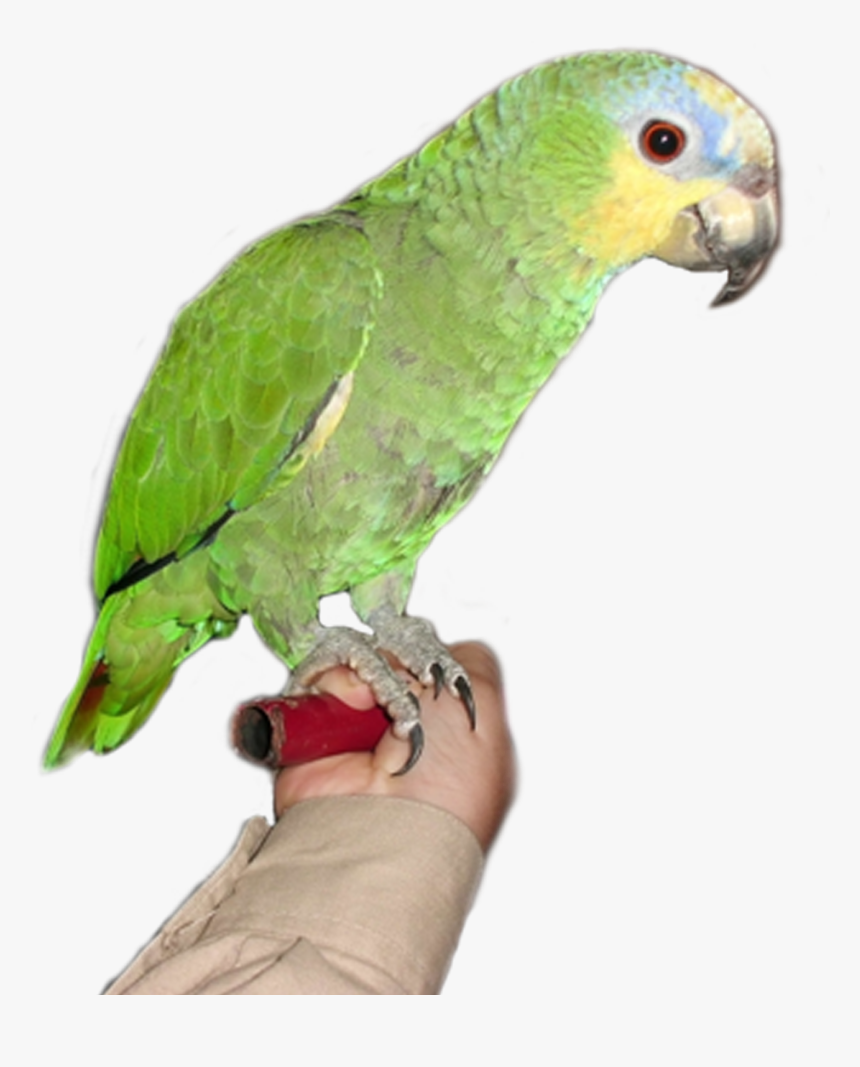 Browse And Download Parrot Png Pictures - Parakeet, Transparent Png, Free Download