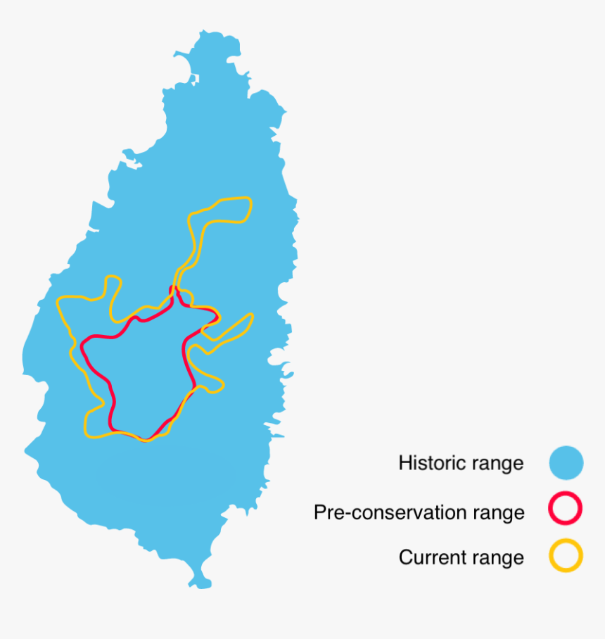Range St Lucia Parrot - St Lucia Population Map, HD Png Download, Free Download