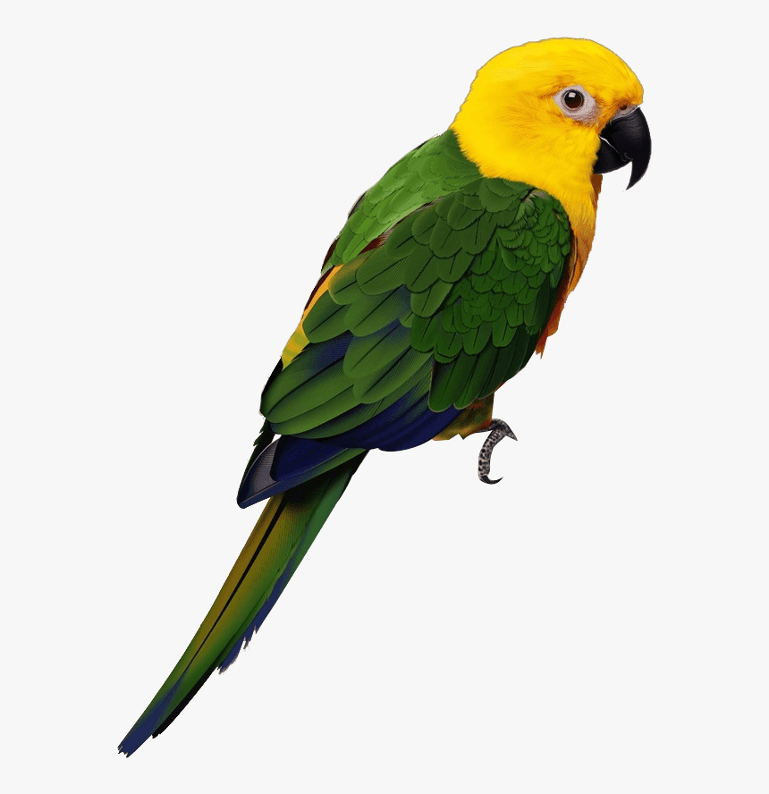 Parrot Cartoon, HD Png Download, Free Download