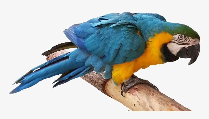 Blue Parrot Png Free Download - Parrot Png, Transparent Png, Free Download