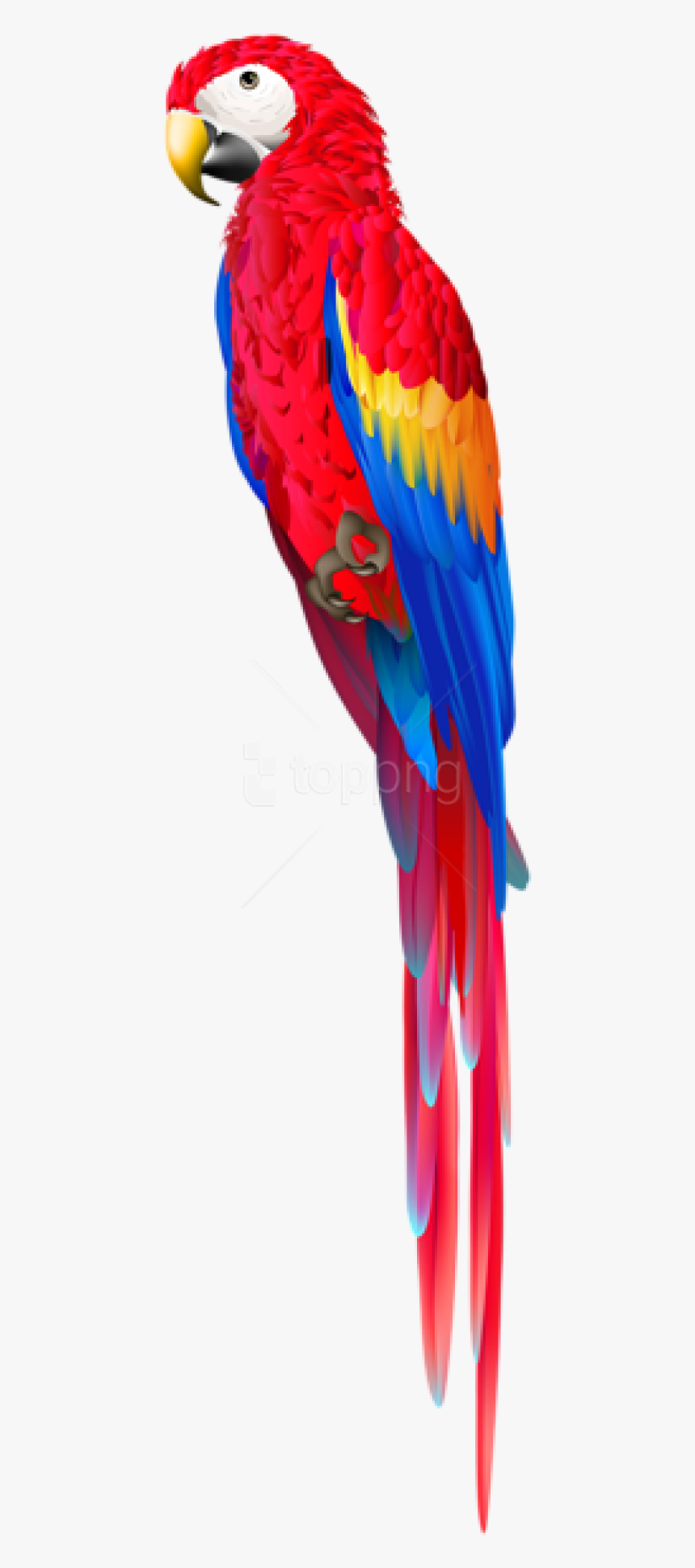 Macaw - Transparent Red Parrot Png, Png Download, Free Download
