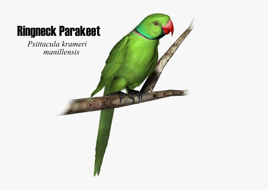 Transparent Parrot Png - Indian Parrot Png, Png Download, Free Download