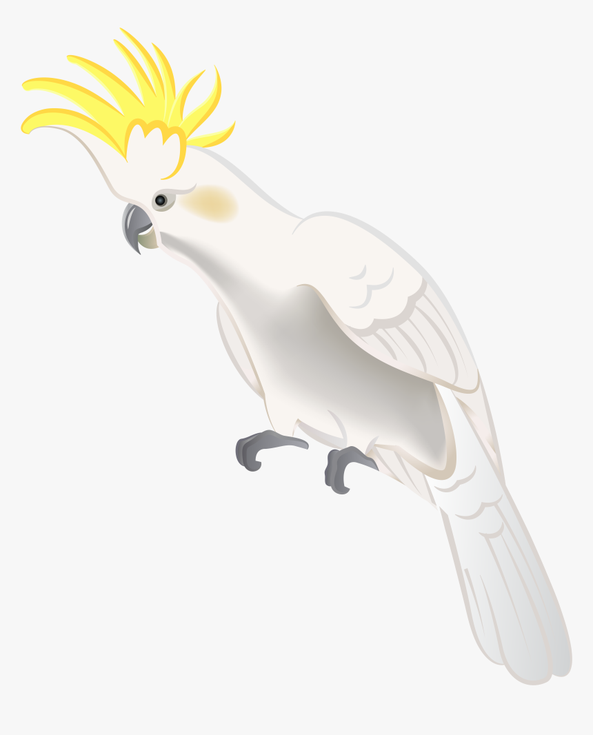 White Parrot Png Clip Art, Transparent Png, Free Download