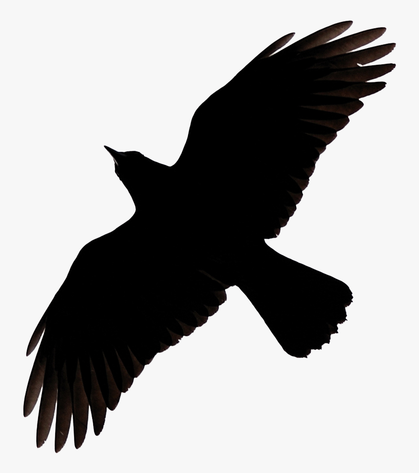 Raven Flying Png Image - Raven Flying Clipart, Transparent Png, Free Download