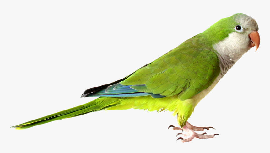 Royaltyfree Rf Parrot Clipart Illustrations Vector,free - Parrot Png, Transparent Png, Free Download