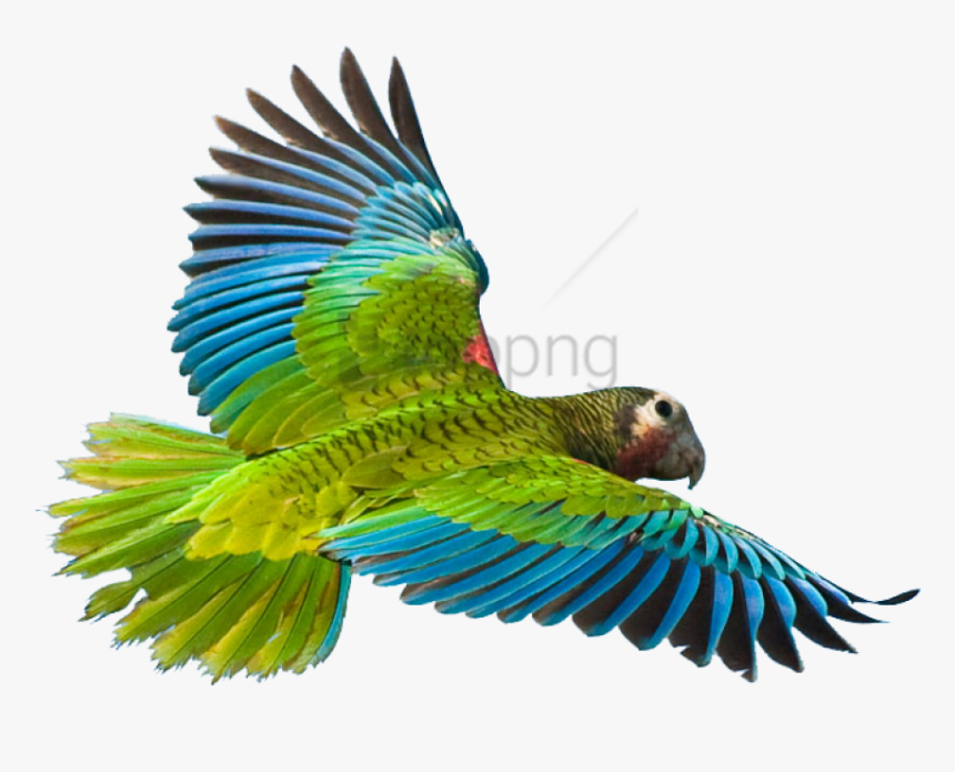 Flying Parrot Png Image - Flying Parrot Png, Transparent Png, Free Download