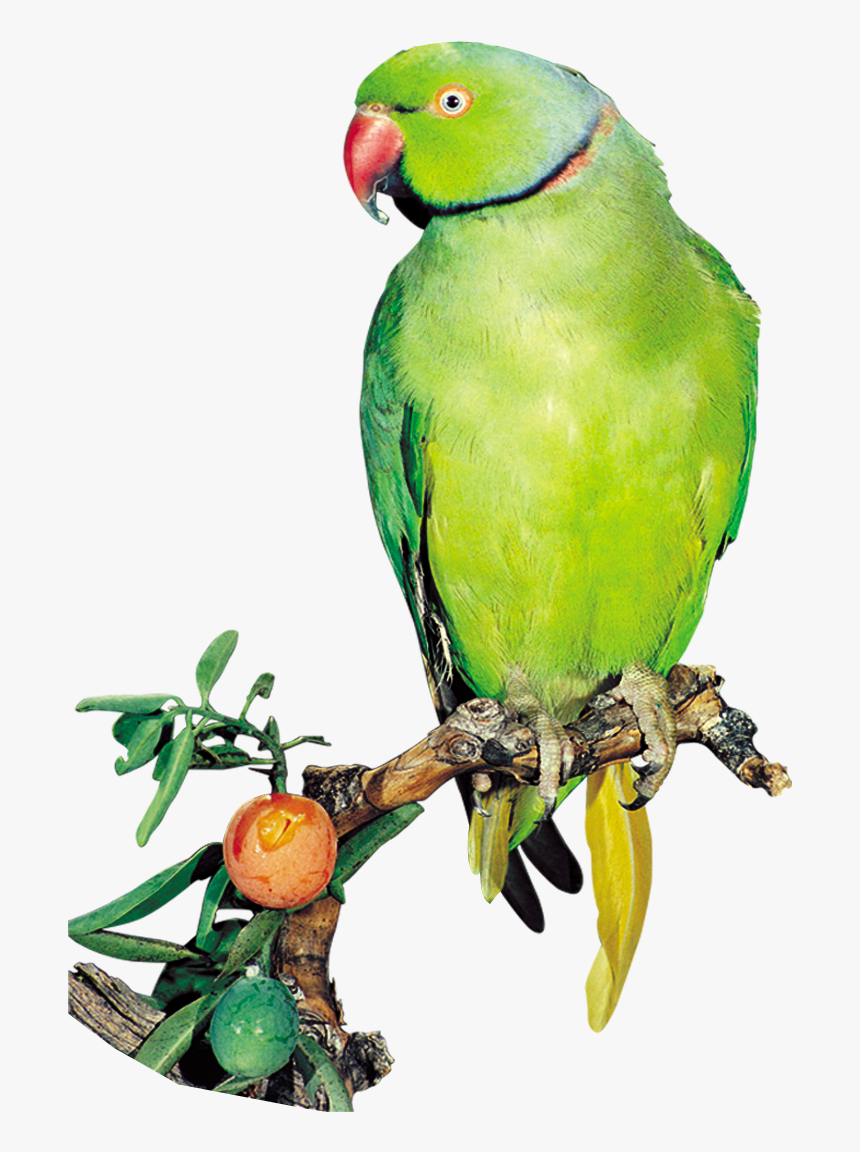 Parrot Png, Transparent Png, Free Download