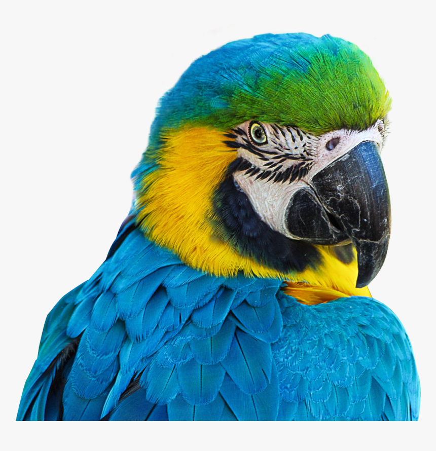 Parrot Png Image - Parrot Blue Png, Transparent Png, Free Download