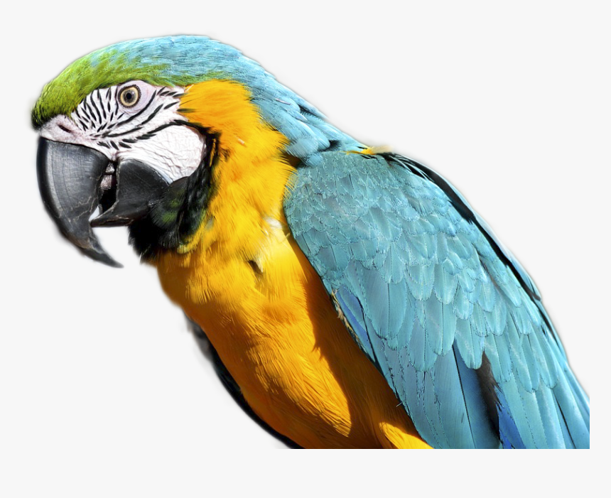 Parrot, HD Png Download, Free Download